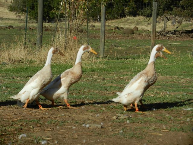 Indian Runner Ducks 2012 hatch