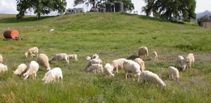 Sheep in back pasture