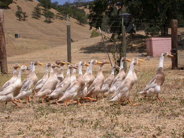 Ducks