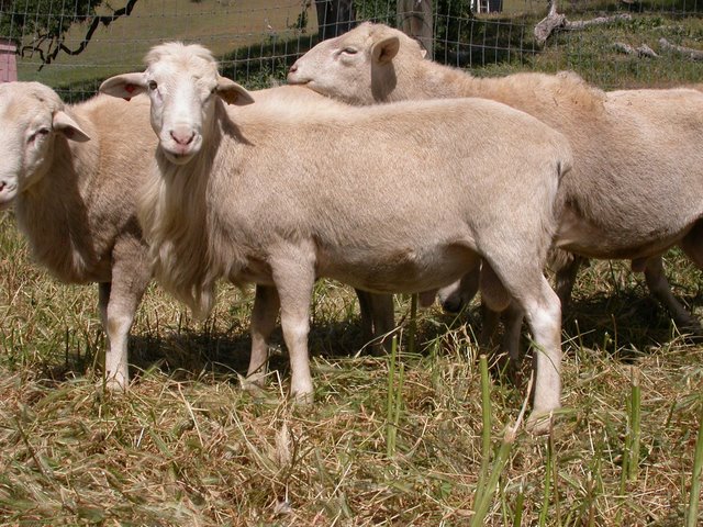 Ram 004